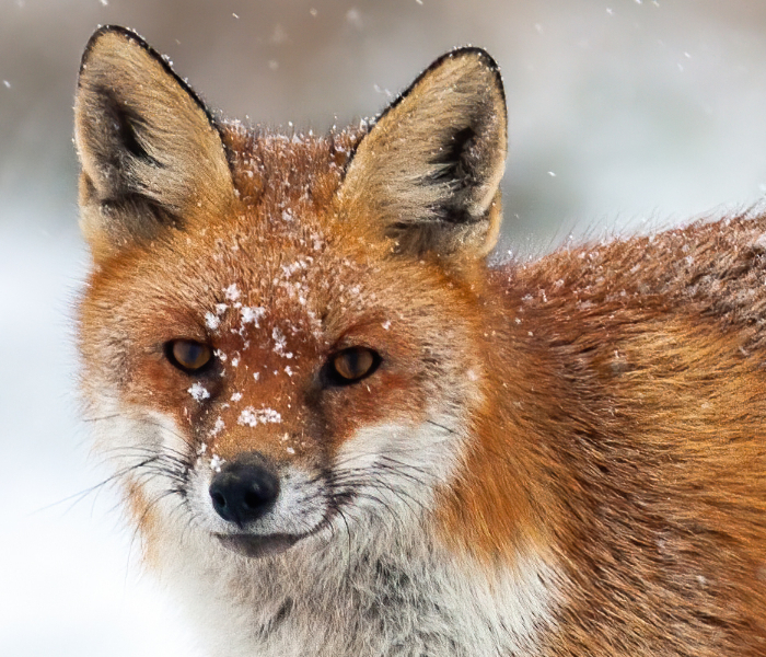 polarfox-fox-polar-app